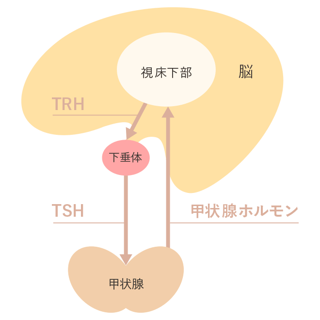 甲状腺機能低下症とは