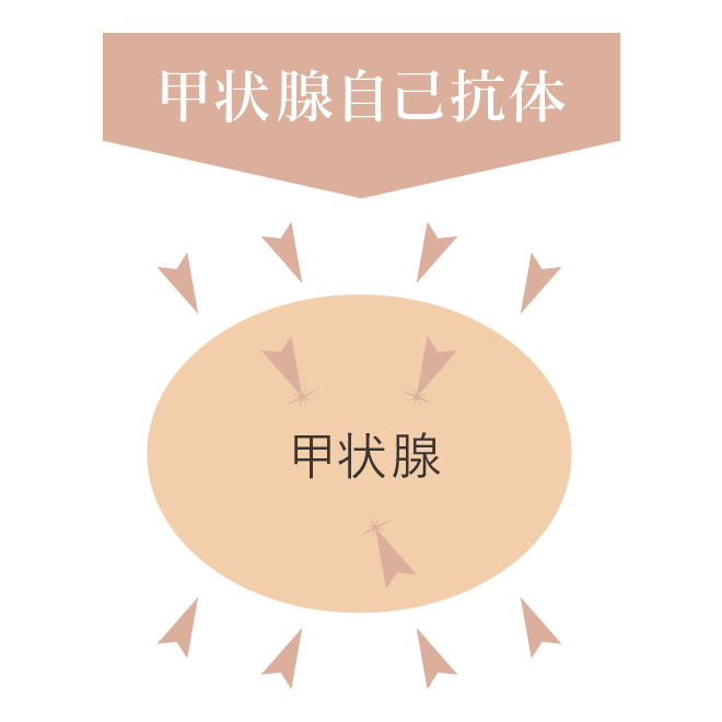 橋本病(慢性甲状腺炎)